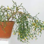 Хатиора - фото 1 от Завода ФЛОРА