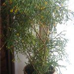 Хатиора - фото 2 от Завода ФЛОРА