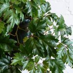 Циссус Ромболистный - фото 1 от Завода ФЛОРА