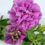 Петуния Surfinia Double Lilac - фото 2 от Завода ФЛОРА