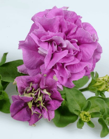 Петуния Surfinia Double Lilac (0,1л) — изображение 3