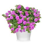 Петуния Surfinia Double Lilac от Завода ФЛОРА