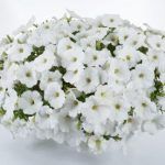 Петуния Cascadias Iceberg от Завода ФЛОРА