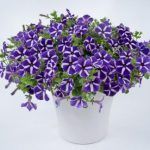 Петуния Cascadias Purple Gem от Завода ФЛОРА