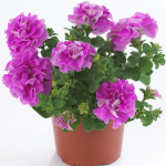 Петуния Surfinia Double Lilac - фото 1 от Завода ФЛОРА