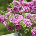 Петуния Surfinia Double Lilac от Завода ФЛОРА