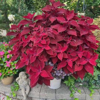 Колеус Wizard Velvet Red (0,1л)