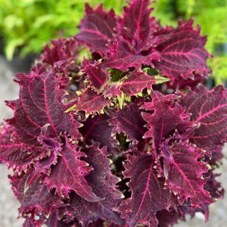 Колеус Red Ruffles (0,1л)