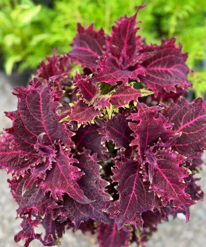 Колеус Red Ruffles (0,1л)