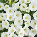 Петуния Littletunia White Grace от Завода ФЛОРА