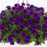 Петуния Little Purple Blue от Завода ФЛОРА