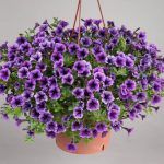 Петуния Littletunia Blue Vein от Завода ФЛОРА