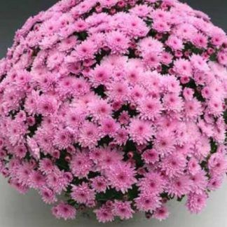 Хризантема мультифлора Branfountain Pink (срезы/3шт)