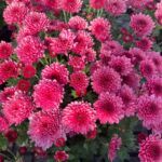 Хризантема мультифлора Branfountain Purple от Завода ФЛОРА