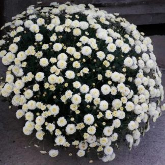 Хризантема мультифлора Brannobless White (срезы 3 шт)