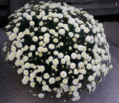 Хризантема мультифлора Brannobless White (срезы/3шт)
