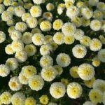 Хризантема мультифлора Brannobless White от Завода ФЛОРА