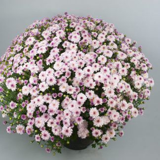Хризантема мультифлора Branqueen Pink (срезы 3 шт)