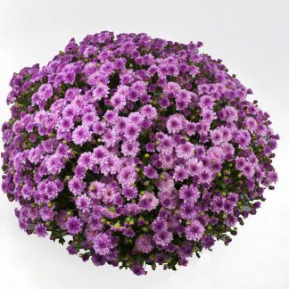 Хризантема мультифлора Branqueen Purple (срезы/3шт)