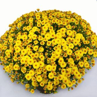 Хризантема мультифлора Branqueen Yellow (срезы 3 шт)