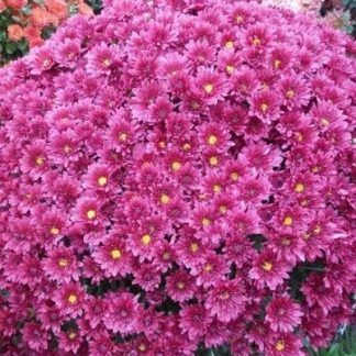 Хризантема мультифлора Branroyal Pink (срезы 3 шт)