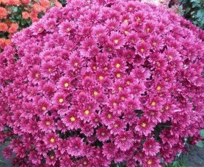 Хризантема мультифлора Branroyal Pink (0,3л)