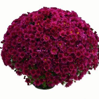 Хризантема мультифлора Branroyal Purple (срезы 3 шт)