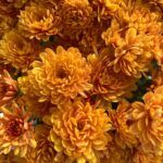 Хризантема мультифлора Bransound Dark Orange - фото 1 от Завода ФЛОРА