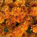 Хризантема мультифлора Bransound Dark Orange - фото 2 от Завода ФЛОРА