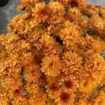 Хризантема мультифлора Bransound Dark Orange - фото 3 от Завода ФЛОРА