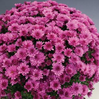 Хризантема мультифлора Bransound Purple (срезы 3 шт)