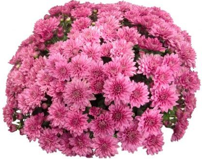 Хризантема Мультифлора Sweet Pink (0,5л)
