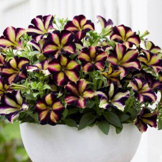 Петуния Amore Fiesta от Завода ФЛОРА