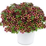 Петуния Amore Fiesta от Завода ФЛОРА