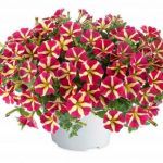Петуния Amore Queen of Hearts от Завода ФЛОРА