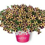 Петуния Amore Heart and Soul от Завода ФЛОРА