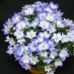 Кампанула простая Биколор 0,1л от Завода ФЛОРА