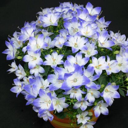 Кампанула простая Биколор 0,1л от Завода ФЛОРА