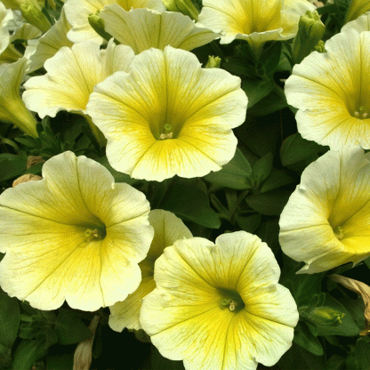 Петуния Potunia Canary Yellow (срезы/5шт)