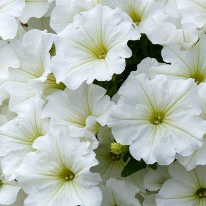 Петуния Potunia Plus White (0,1л)