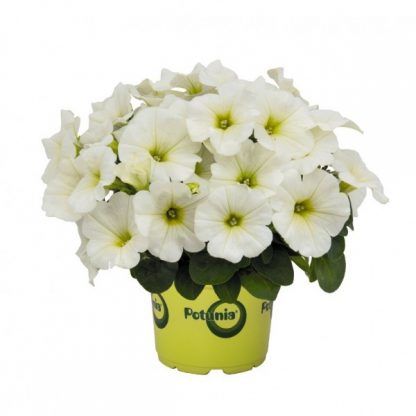 Петуния Potunia Plus White (0,1л)