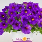 Петуния Петхоа SuperCal Blue - фото 1 от Завода ФЛОРА