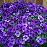 Петуния Петхоа SuperCal Blue от Завода ФЛОРА
