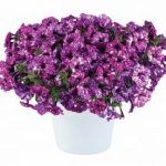 Петуния Splash Dance Purple Polka от Завода ФЛОРА