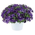Петуния Splash Dance Bolero Blue от Завода ФЛОРА