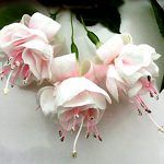 Фуксия Ампельная Godelieve Elli - фото 1 от Завода ФЛОРА