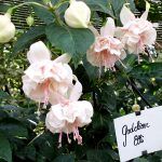 Фуксия Ампельная Godelieve Elli от Завода ФЛОРА