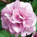 Петуния Sweet Sunshine Compact Pink Red Veins от Завода ФЛОРА