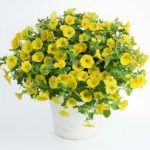 Петуния Capella Hello Yellow от Завода ФЛОРА