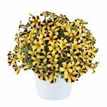 Петуния Ray Sunflower Imp от Завода ФЛОРА